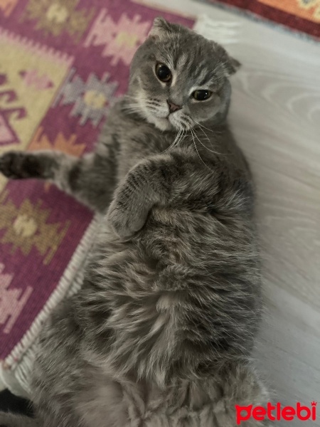Scottish Fold, Kedi  Gölge fotoğrafı