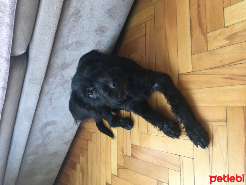 Avustralya Terrier, Köpek  Adı yok fotoğrafı