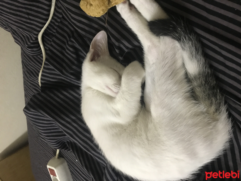 Tekir Kedi, Kedi  Puki fotoğrafı
