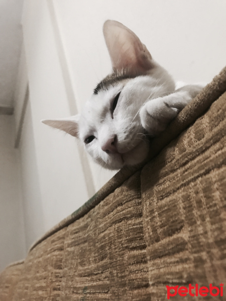 Tekir Kedi, Kedi  Puki fotoğrafı
