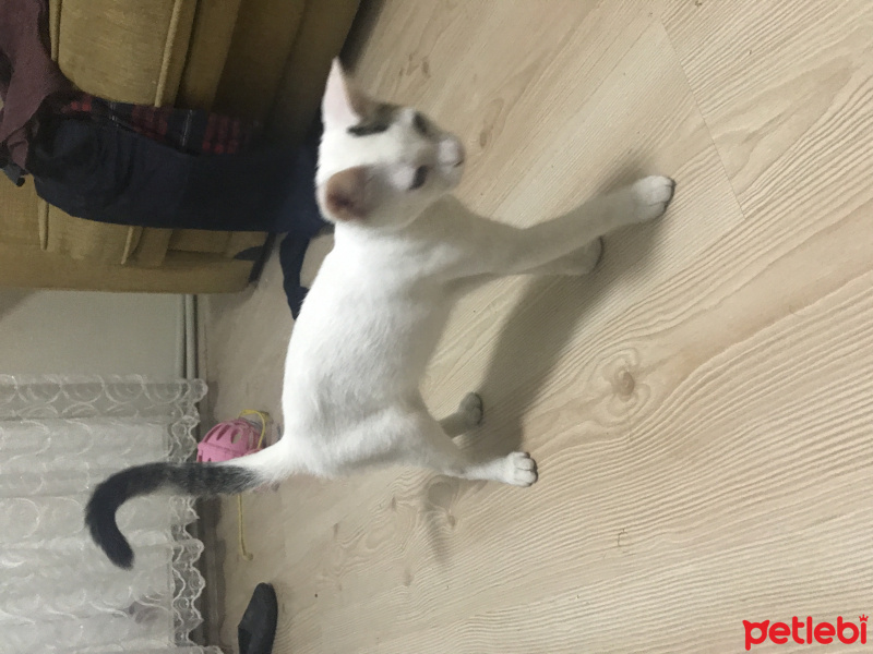 Tekir Kedi, Kedi  Puki fotoğrafı