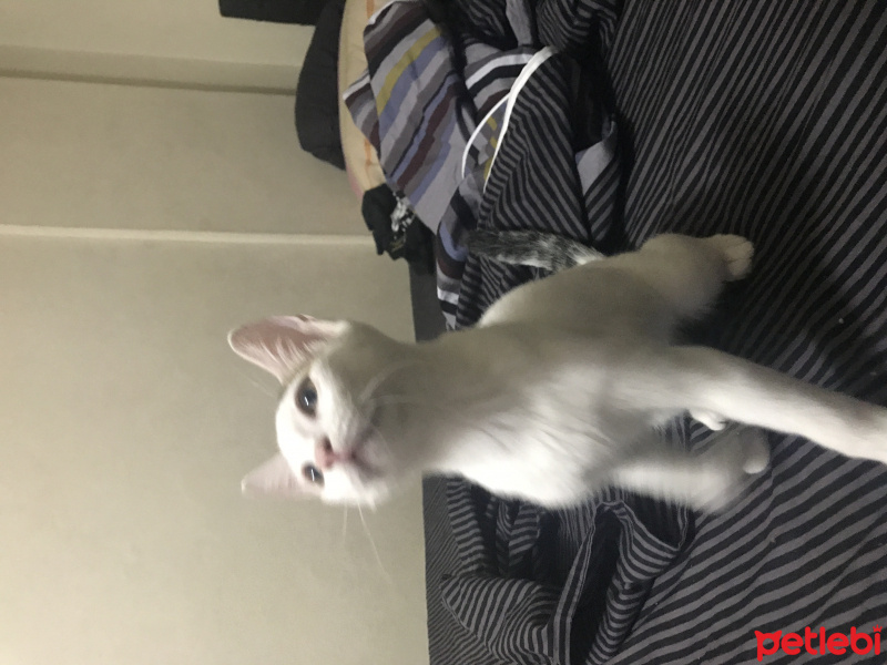 Tekir Kedi, Kedi  Puki fotoğrafı