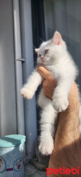 İran Kedisi (Persian), Kedi  Limon fotoğrafı