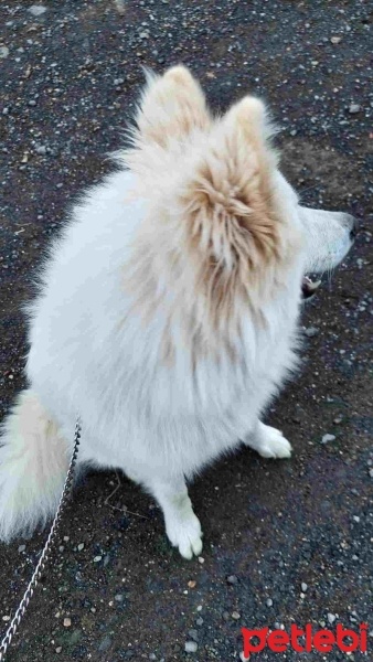 Samoyed, Köpek  Pamuk fotoğrafı