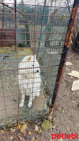 Samoyed, Köpek  Pamuk fotoğrafı