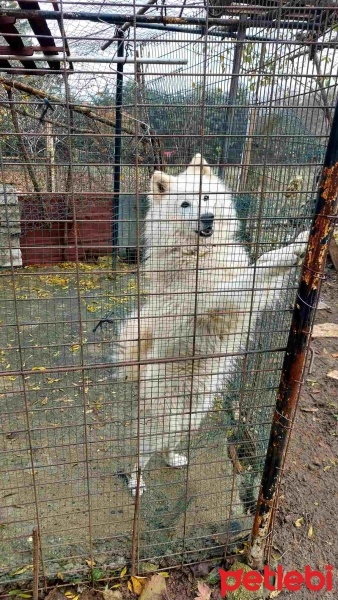 Samoyed, Köpek  Pamuk fotoğrafı