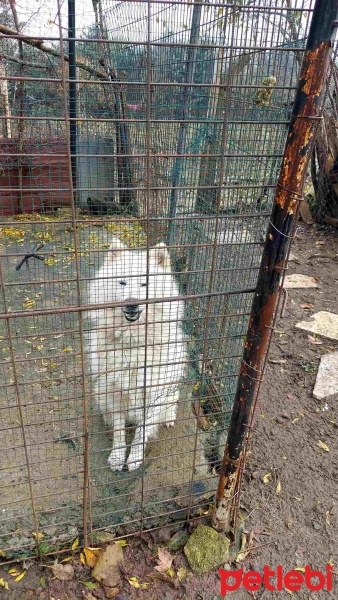 Samoyed, Köpek  Pamuk fotoğrafı