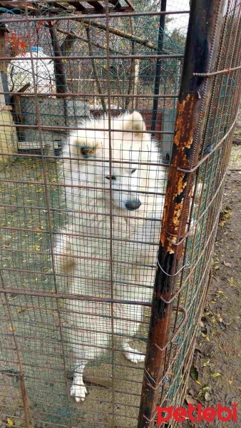 Samoyed, Köpek  Pamuk fotoğrafı