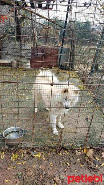 Samoyed, Köpek  Pamuk fotoğrafı