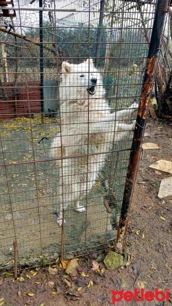 Samoyed, Köpek  Pamuk fotoğrafı