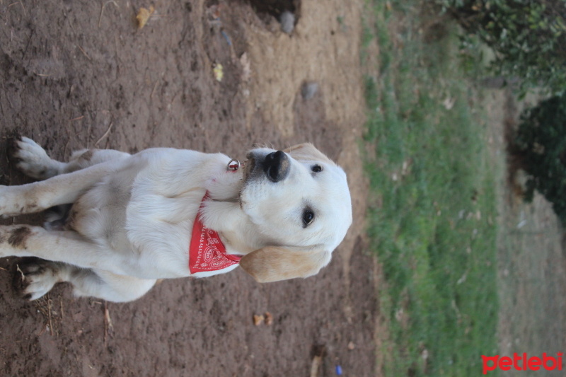Labrador Retriever, Köpek  oskar fotoğrafı