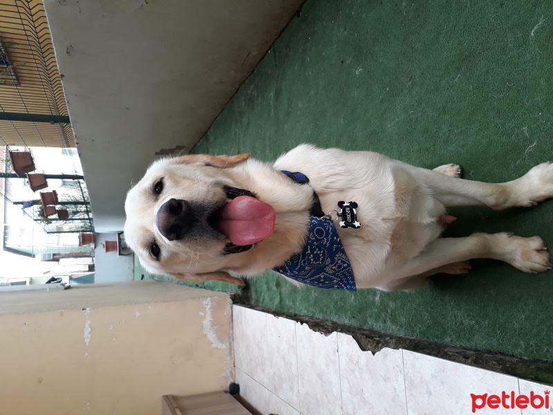 Labrador Retriever, Köpek  oskar fotoğrafı