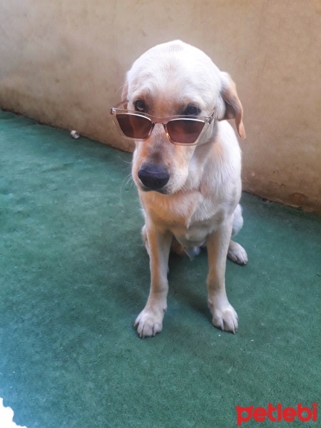 Labrador Retriever, Köpek  oskar fotoğrafı