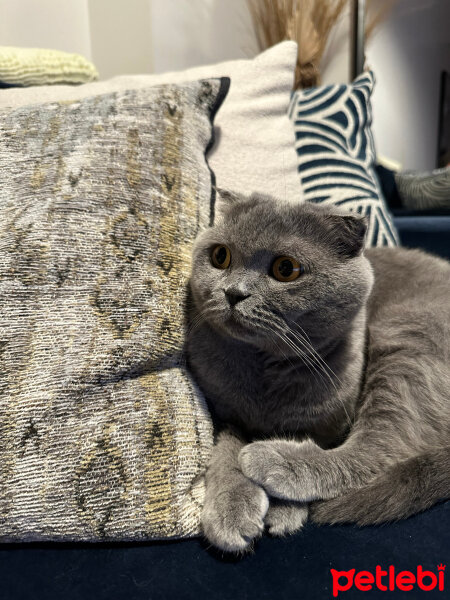 Scottish Fold, Kedi  Vişne fotoğrafı