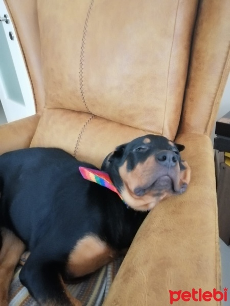 Rottweiler, Köpek  Petra fotoğrafı