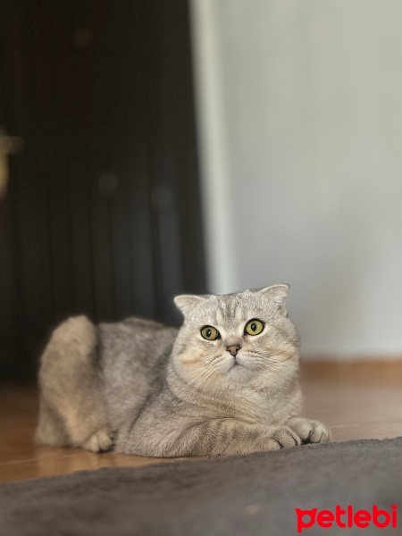 Scottish Fold, Kedi  Gümüş fotoğrafı