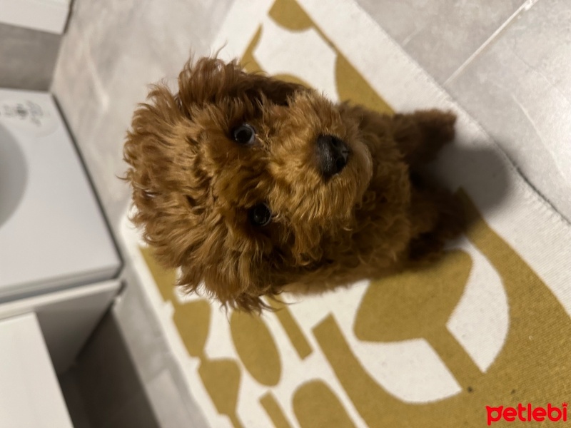 Poodle (Minyatür Kaniş), Köpek  Lili fotoğrafı