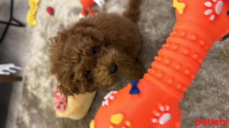 Poodle (Minyatür Kaniş), Köpek  Lili fotoğrafı