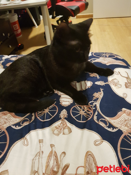 Sibirya Kedisi, Kedi  Gölge fotoğrafı