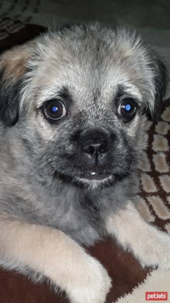 Pug, Köpek  MAYA fotoğrafı