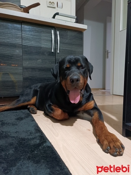 Rottweiler, Köpek  Boyka fotoğrafı