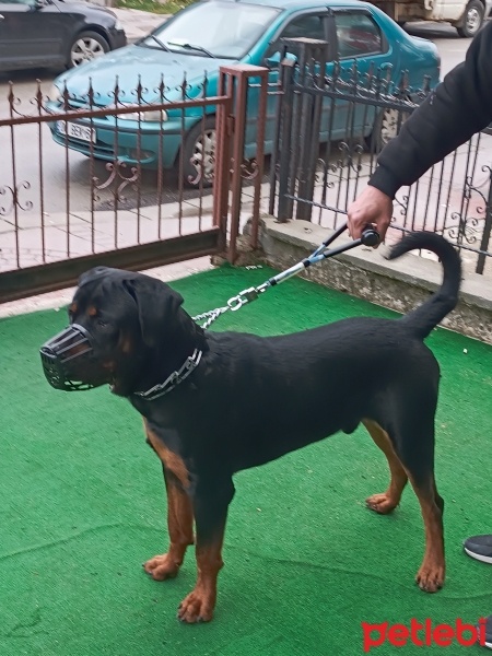 Rottweiler, Köpek  Boyka fotoğrafı