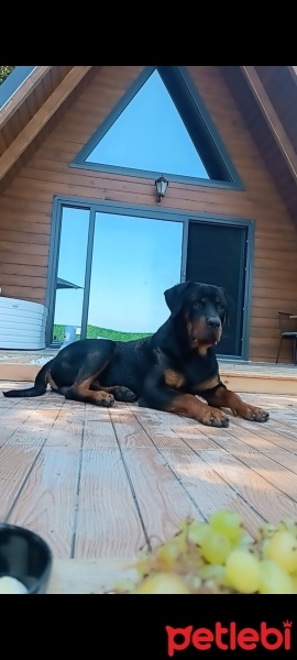 Rottweiler, Köpek  Boyka fotoğrafı