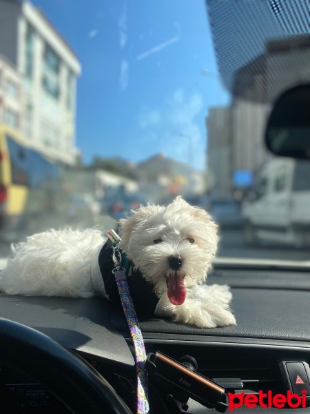 Maltese, Köpek  Leo fotoğrafı