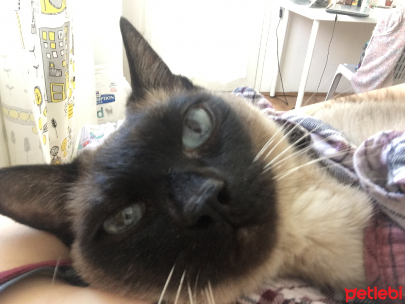 Siyam Kedisi, Kedi  Zeytin fotoğrafı