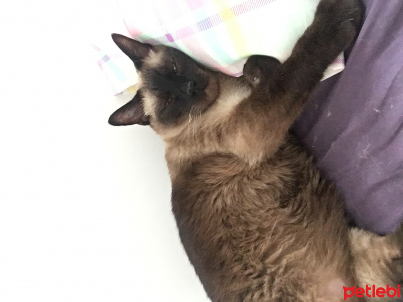 Siyam Kedisi, Kedi  Zeytin fotoğrafı