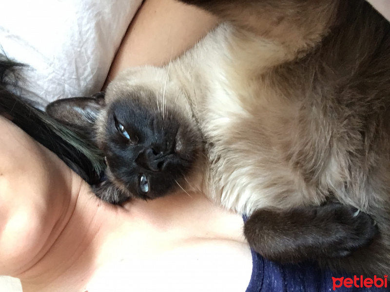 Siyam Kedisi, Kedi  Zeytin fotoğrafı
