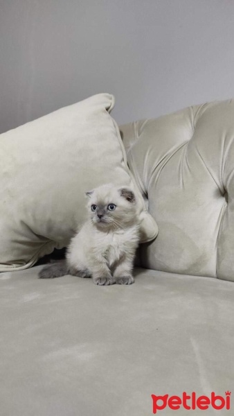 British Shorthair, Kedi  Duman fotoğrafı