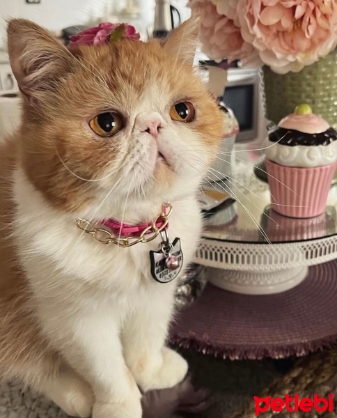 Exotic Shorthair, Kedi  Bıdık fotoğrafı