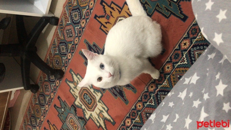 Van Kedisi, Kedi  Paşa fotoğrafı