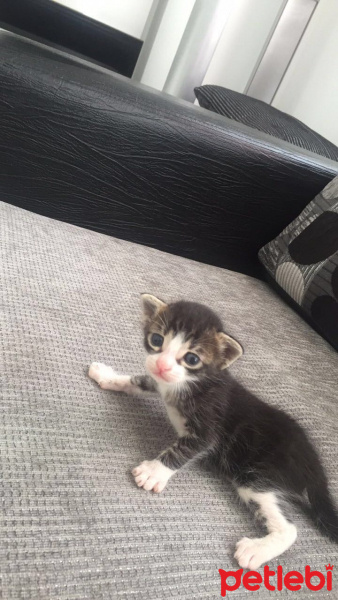 Tekir Kedi, Kedi  Lola fotoğrafı