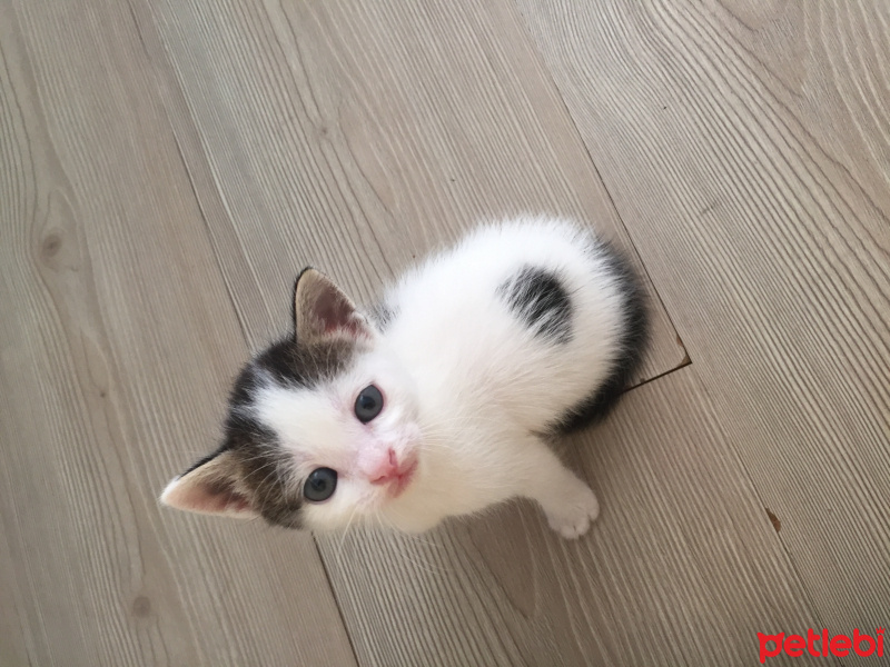 Tekir Kedi, Kedi  Lola fotoğrafı