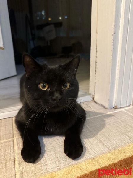 Tekir Kedi, Kedi  ŞANSLI fotoğrafı