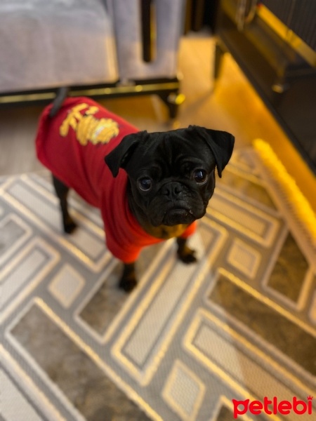 Pug, Köpek  Rıfkı fotoğrafı