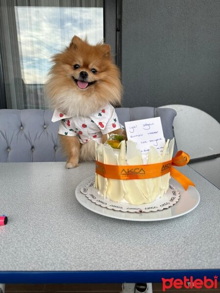 Pomeranyalı, Köpek  Goffy fotoğrafı