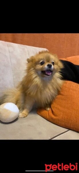 Pomeranyalı, Köpek  Laddy fotoğrafı