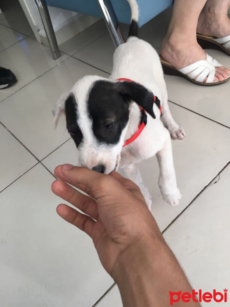 Jack Russell Terrier, Köpek  Zilli fotoğrafı