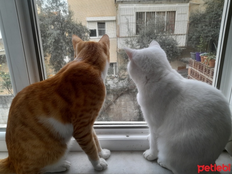 British Shorthair, Kedi  çiçek fotoğrafı