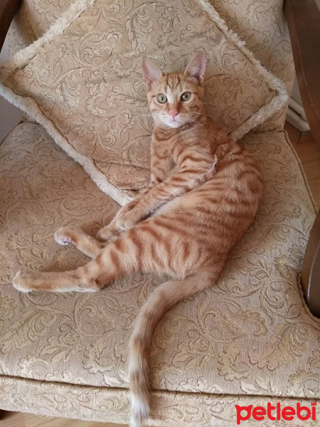Tekir Kedi, Kedi  Bobi fotoğrafı