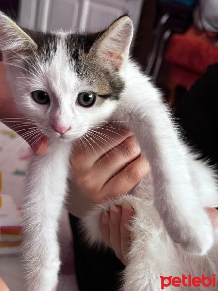 Tekir Kedi, Kedi  Sütlaç fotoğrafı