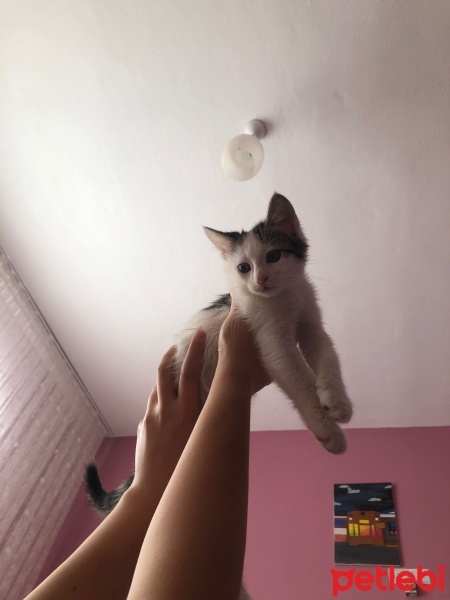 Tekir Kedi, Kedi  Sütlaç fotoğrafı