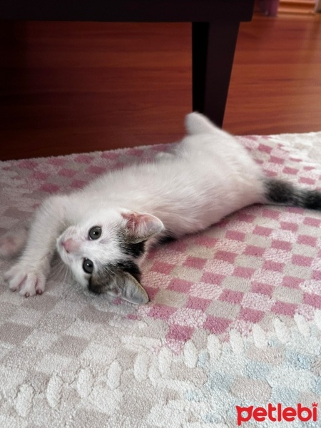 Tekir Kedi, Kedi  Sütlaç fotoğrafı