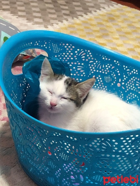 Tekir Kedi, Kedi  Sütlaç fotoğrafı
