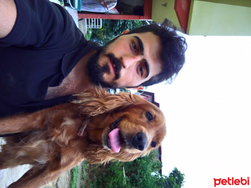 İngiliz Cocker Spaniel, Köpek  Alex fotoğrafı