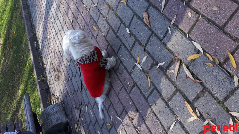 Maltese, Köpek  Köpük fotoğrafı