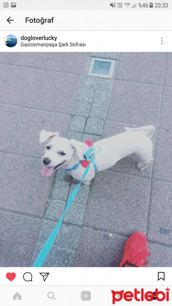 Maltese, Köpek  Köpük fotoğrafı